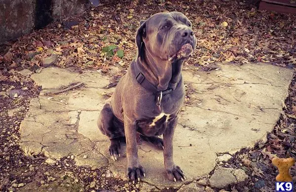 Neapolitan Mastiff