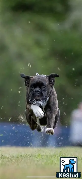 Boxer stud dog: a boxer dog running through the grass