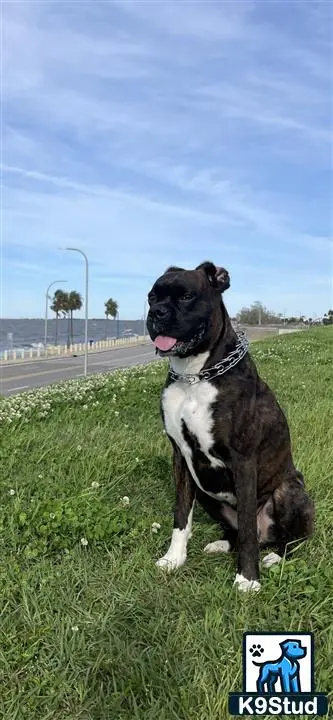 Boxer stud dog: a boxer dog sitting in a grassy area