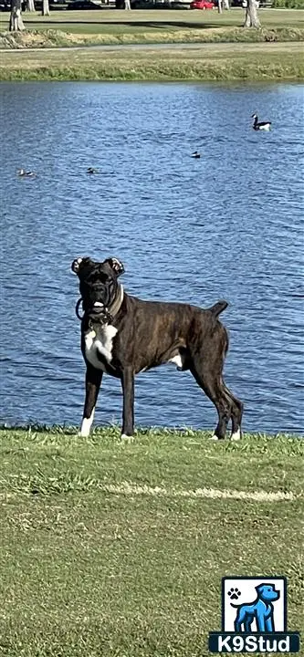 Boxer stud dog: a boxer dog standing on grass by a body of water