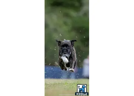 Boxer stud dog: a boxer dog running through the grass