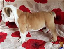 english bulldog puppy posted by chigorolesx