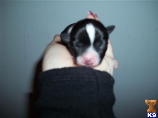 chihuahua puppy posted by chilover2