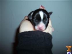 chihuahua puppy posted by chilover2