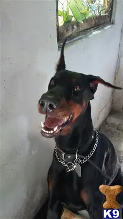 Doberman Pinscher female dog