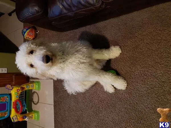 Goldendoodles stud dog