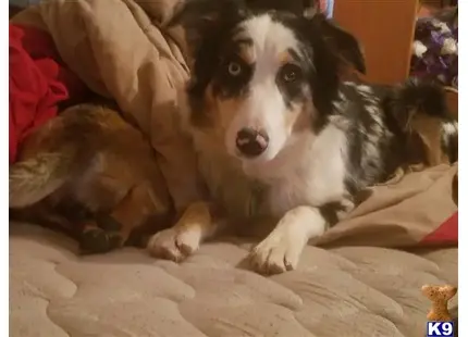 Miniature Australian Shepherd