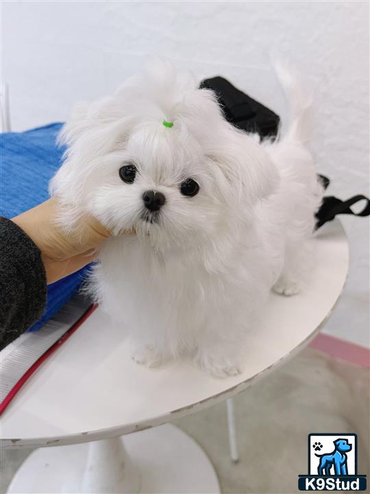 a small white maltese dog