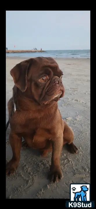 Pug stud dog: a pug dog on a beach