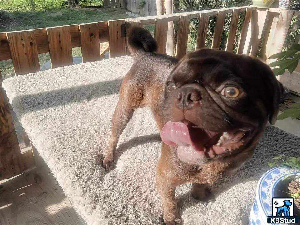 Pug stud dog: a pug dog with its mouth open