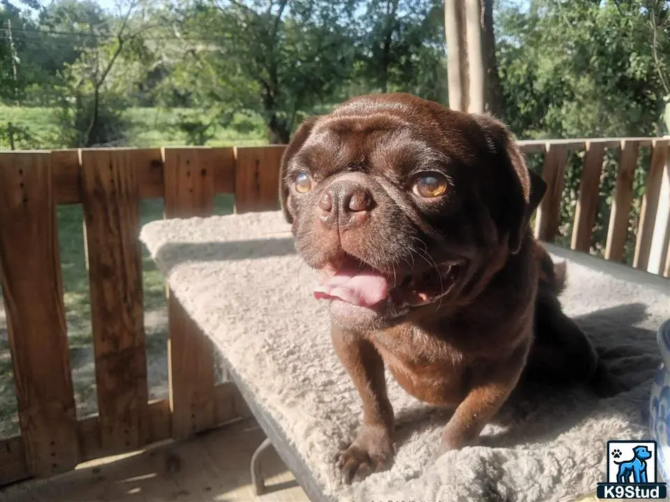 Pug stud dog: a pug dog sitting on a wooden bench