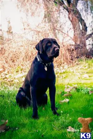 Labrador Retriever stud dog