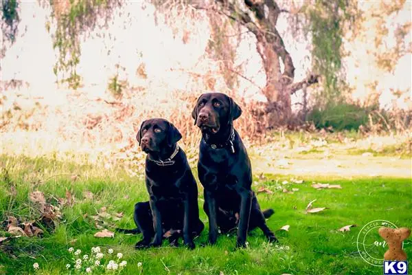 Labrador Retriever stud dog