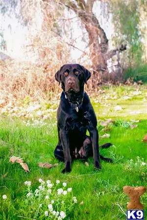 Labrador Retriever stud dog