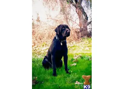 a black labrador retriever dog sitting in the grass