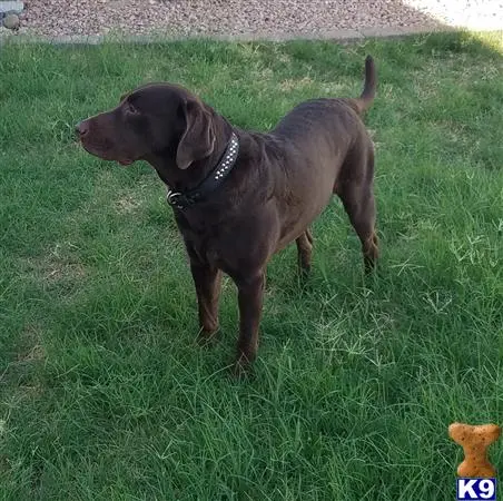 Labrador Retriever stud dog