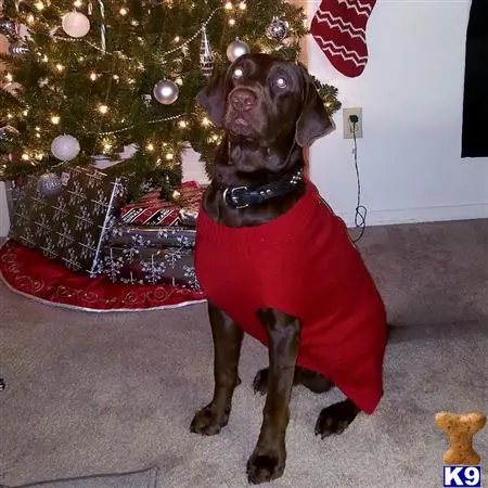 Labrador Retriever stud dog