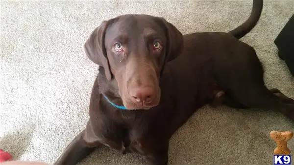 Labrador Retriever stud dog