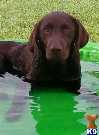 Labrador Retriever stud dog