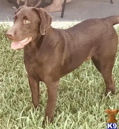 Labrador Retriever stud dog