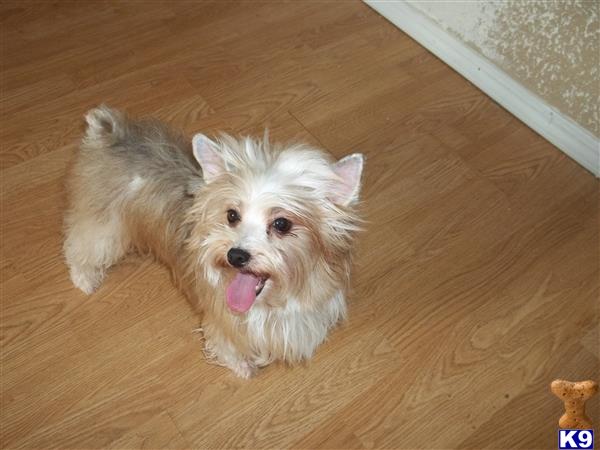 Yorkshire Terrier dog