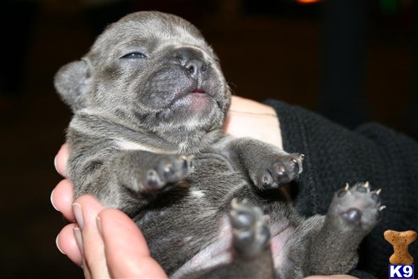 bulldog puppies oklahoma bulldog puppies for sale in oklahoma bulldog puppies oklahoma bulldog puppies for sale in oklahoma