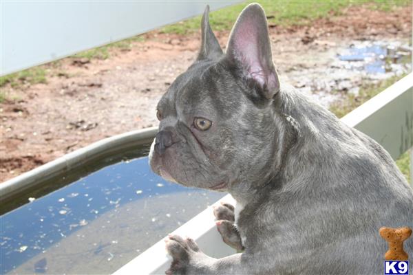 French Bulldog stud dog