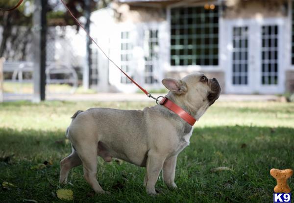 a french bulldog dog on a leash