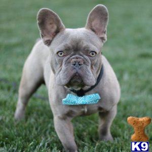 a french bulldog dog running in the grass