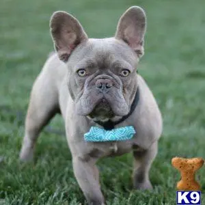 French Bulldog stud dog