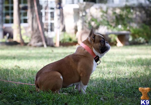 a french bulldog dog sitting on grass