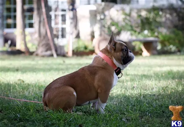 French Bulldog stud dog