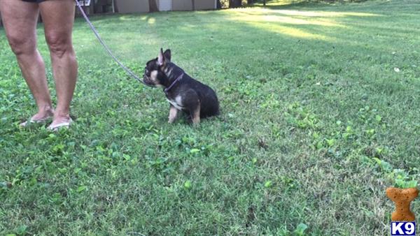 a french bulldog dog on a leash on grass