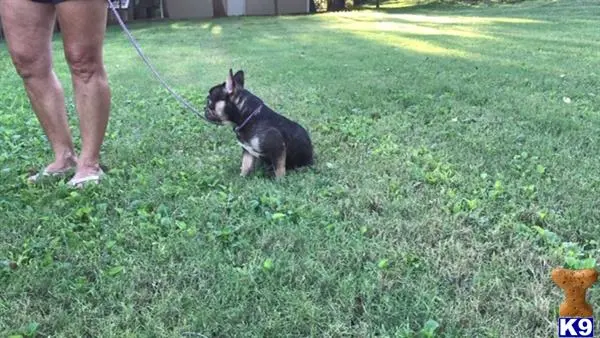 French Bulldog stud dog