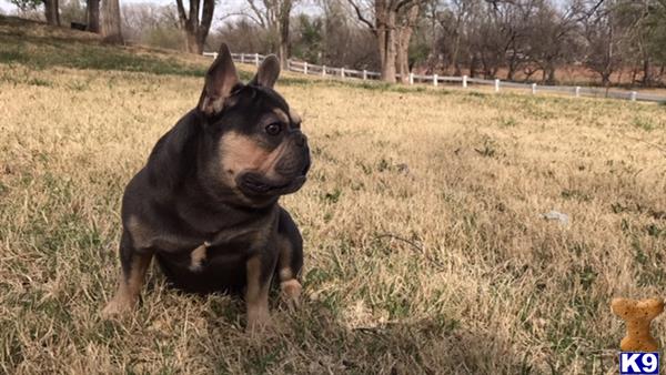 a french bulldog dog sitting in a field