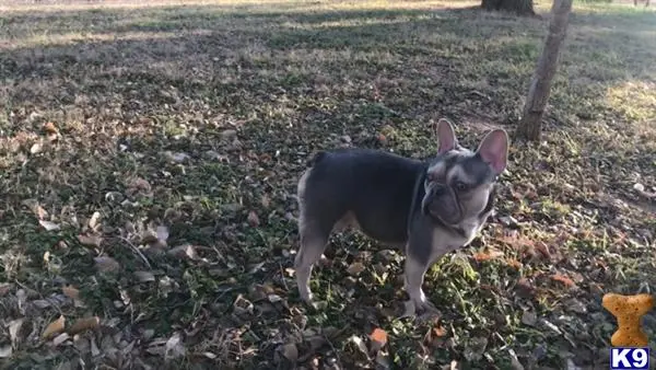 French Bulldog stud dog