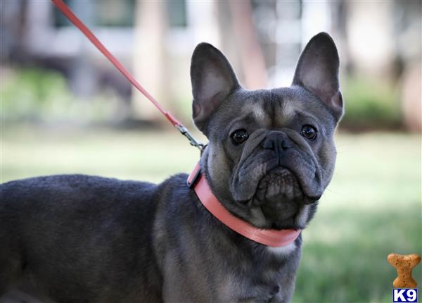a french bulldog dog on a leash