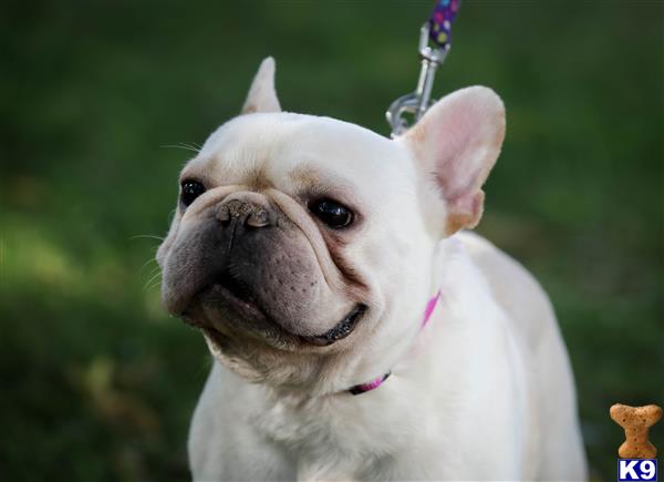 a french bulldog dog with a flower on its head