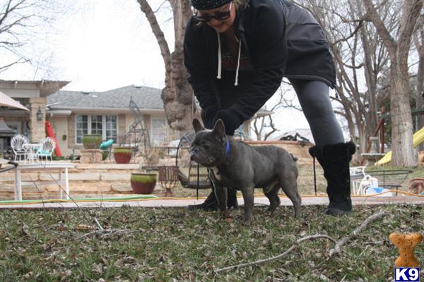 a person with a french bulldog dog