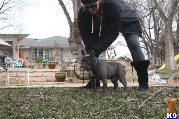 French Bulldog stud dog