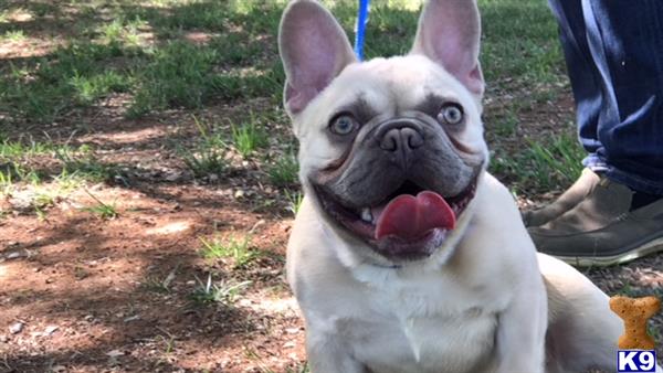 a french bulldog dog with a leash