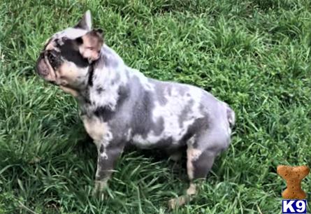 a french bulldog dog standing in grass