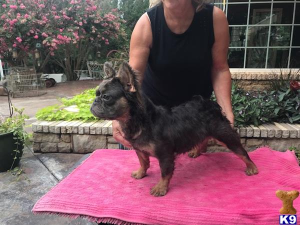 a person holding a french bulldog dog