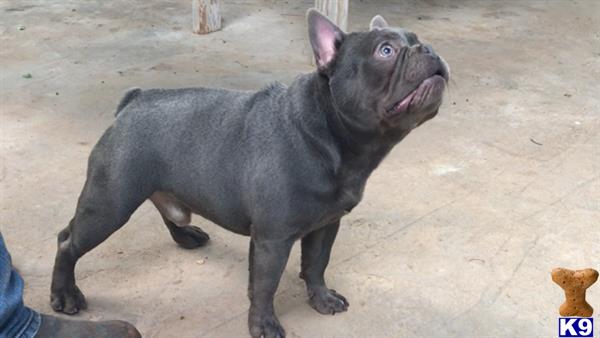 a black french bulldog dog with its mouth open