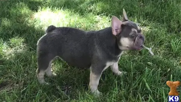 French Bulldog stud dog