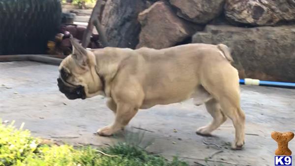 a french bulldog dog walking on a path