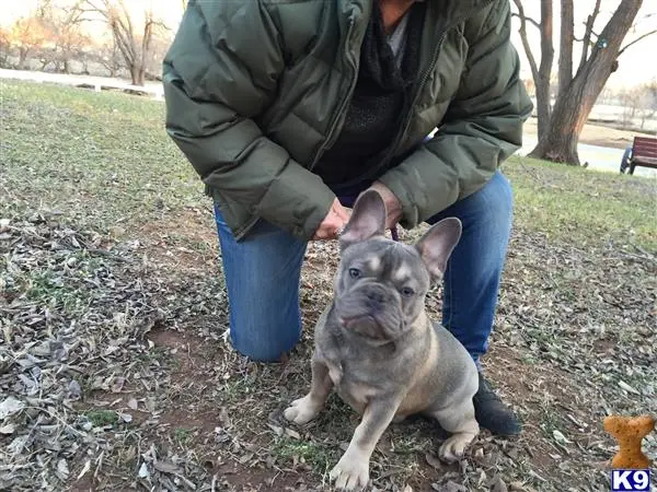 French Bulldog stud dog