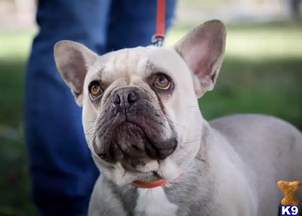 French Bulldog stud dog