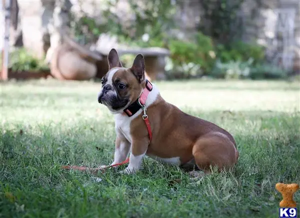 French Bulldog stud dog