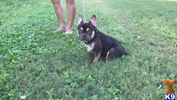 French Bulldog stud dog